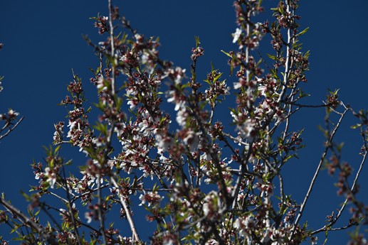 9 feb 2021 Fioritura mandorli